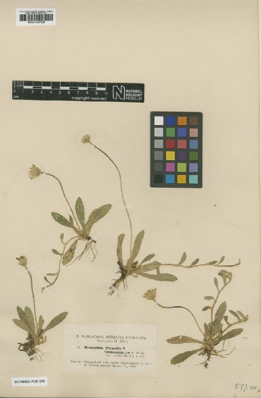 Hieracium pilosella subsp. laxisquamum Dahlst. - BM001047252