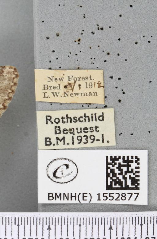 Drymonia ruficornis ab. argentea Closs, 1916 - BMNHE_1552877_label_243666