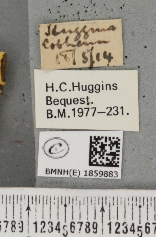 Pseudopanthera macularia (Linnaeus, 1758) - BMNHE_1859883_label_430220