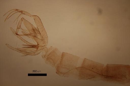 Phlebotomus (Adlerius) arabicus Theodor - Phlebotomus_arabicus-010210146-Abdomen_Malegenitalia,pump,filament