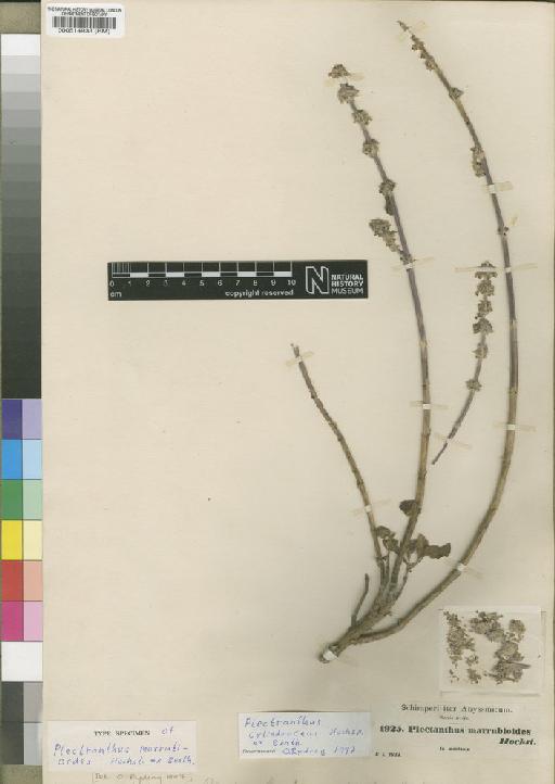 Plectranthus cylindraceus Hochst. ex Benth. - BM000514933