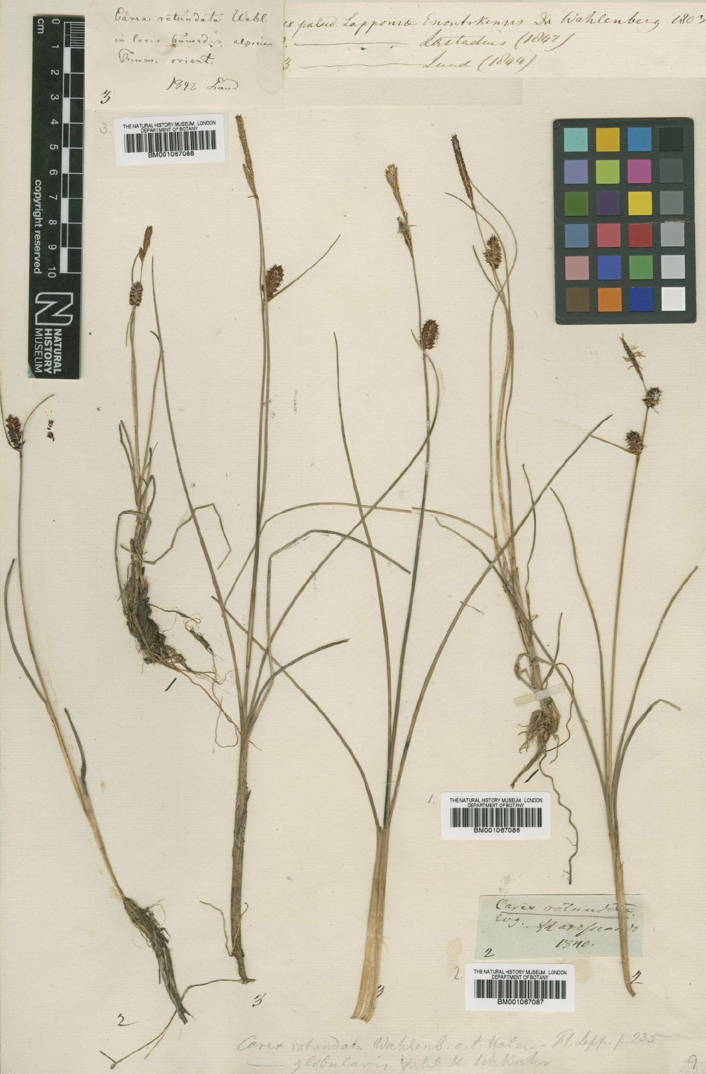 To the Natural History Museum, London (Carex rotundata Wahlenb. BM001067087 type 1)