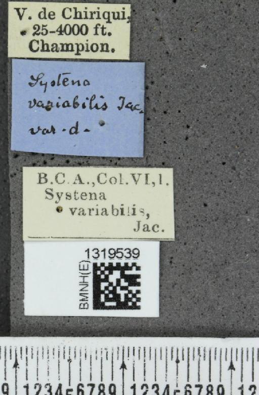 Systena variabilis Jacoby, 1884 - BMNHE_1319539_label_26490