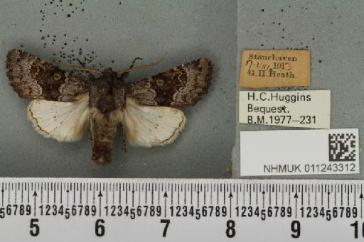 Aporophyla lueneburgensis (Freyer, 1848) - NHMUK_011243312_644437