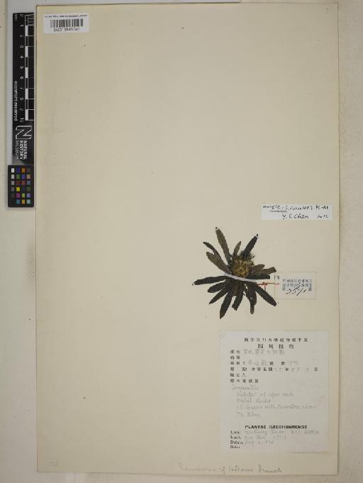 Saussurea coriolepis Hand.-Mazz. - BM013840546