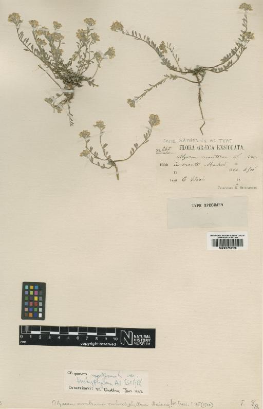 Alyssum montanum L. - BM000750108