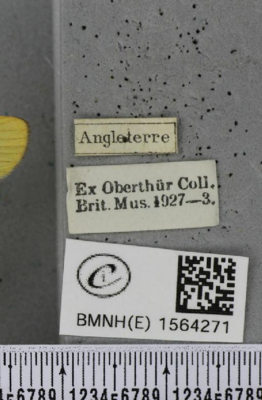 Lithosia quadra (Linnaeus, 1758) - BMNHE_1564271_label_285705