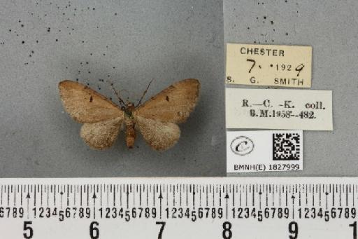 Eupithecia absinthiata (Clerck, 1759) - BMNHE_1827999_402294