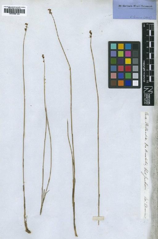 Lepyrodia gracilis R.Br. - BM000991331