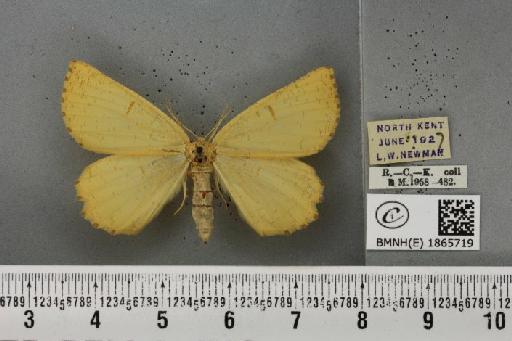 Angerona prunaria ab. spangbergi Lampa, 1885 - BMNHE_1865719_431023