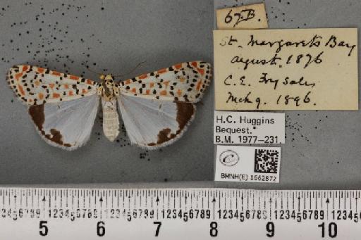 Utetheisa pulchella (Linnaeus, 1758) - BMNHE_1662872_283367