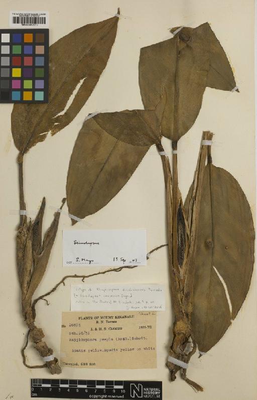 Scindapsus coriaceus Engl. - BM000957317