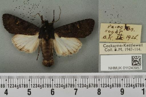 Aporophyla nigra (Haworth, 1809) - NHMUK_011243957_645095