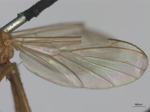 Urytalpa nigriceps (Walker, 1856) - Platyura_nigriceps_Urytalpa_ochracea-HT_BMNH236649-wing.jpg