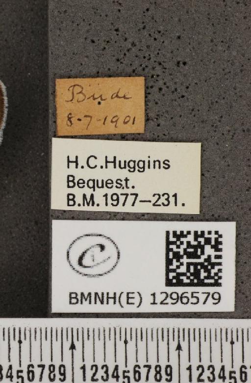 Maculinea arion eutyphron (Fruhstorfer, 1915) - BMNHE_1296579_label_133901