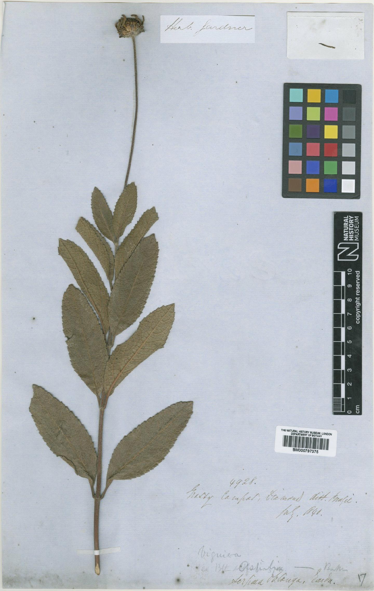 To NHMUK collection (Aspilia oblonga Baker; Type; NHMUK:ecatalogue:4990155)