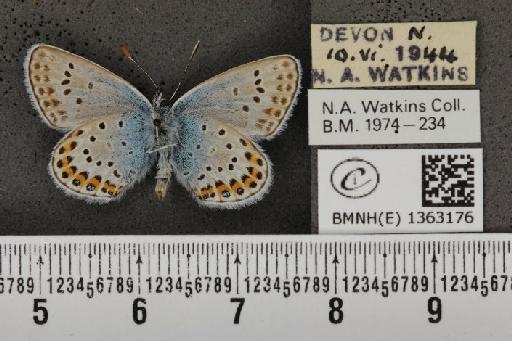 Plebejus argus argus - BMNHE_1363176_162857