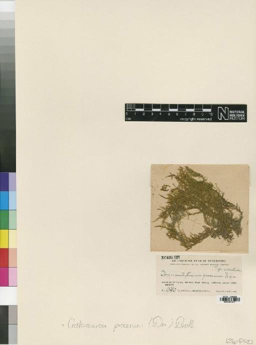 Cratoneuron filicinum (Hedw.) Spruce - BM000878707_a