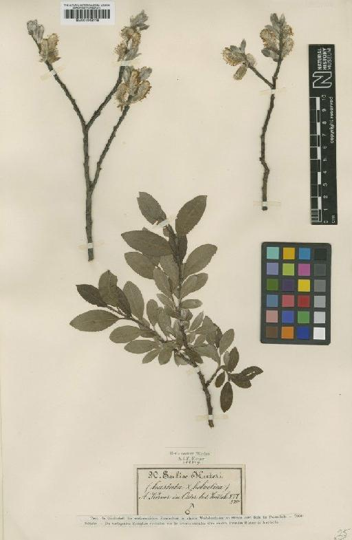 Salix hastata L. - BM001046118