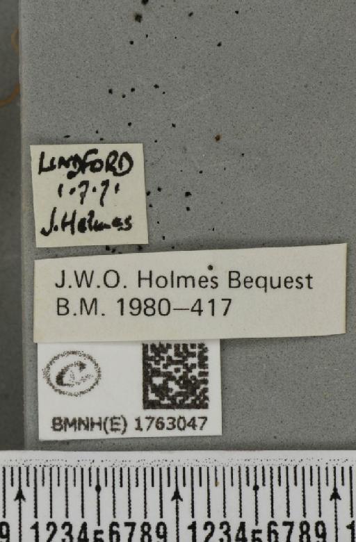 Eulithis mellinata (Fabricius, 1787) - BMNHE_1763047_label_344856