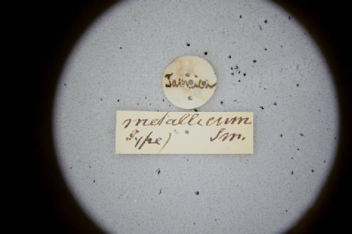 Temnosoma metallicum Smith, F., 1853 - Temnosoma_metallicum-NHMUK010264952-syntype-male-labels_1_2-front