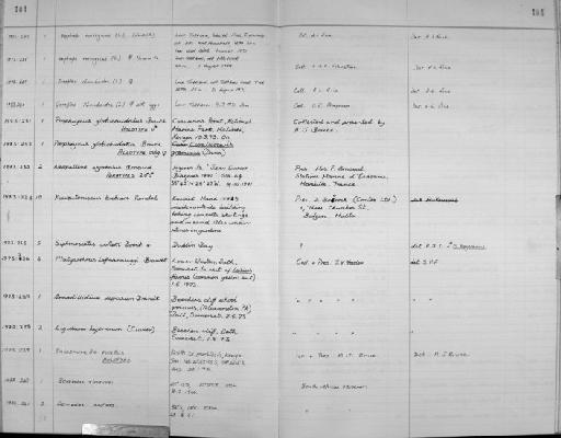 Palaemon pusillus - Zoology Accessions Register: Crustacea: 1969 - 1976: page 104