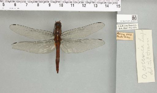 Onychothemis coccinea Lieftinck, 1953 - 011253073_803571_1255947_2