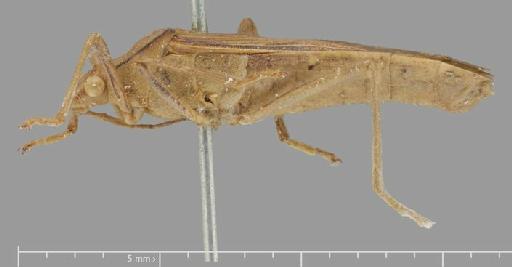 Homoeocerus borneensis Distant, 1901 - Homoeocerus borneensis-BMNH(E)884086-Syntype male lateral