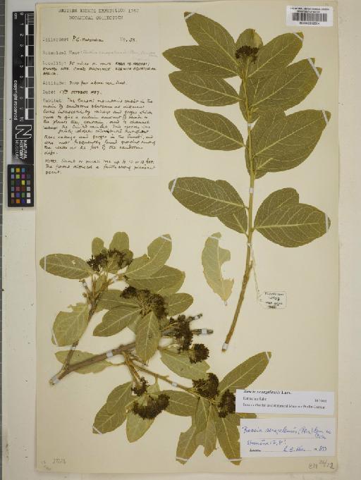 Boscia senegalensis Lam. - BM000802504