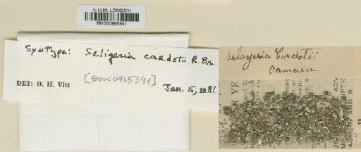 Seligeria cardotii R.Br.bis - BM000965341