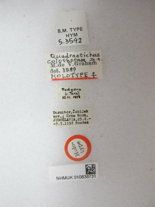 Quadrastichus colothorax Graham, 1991 - 010838731_Quadrastichus_colothorax_HT-5-3542_labels