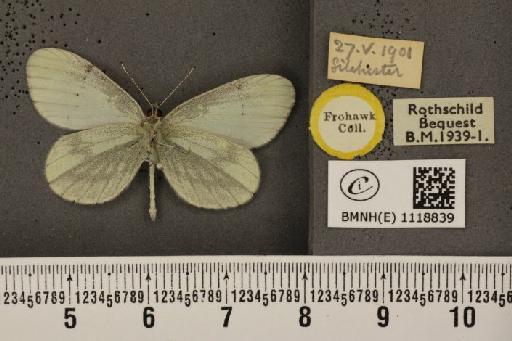 Leptidea sinapis sinapis ab. sartha Rühl, 1895 - BMNHE_1118839_73826