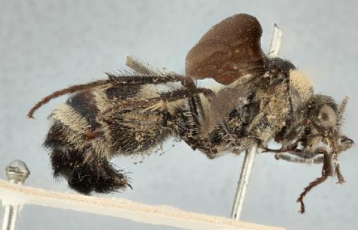 Traumatomutilla dentata (Smith, F., 1879) - 010819773_Traumatomutilla_dentata_holotype_lateral