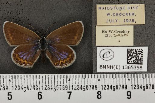 Plebejus argus cretaceus Tutt, 1909 - BMNHE_1365358_163812