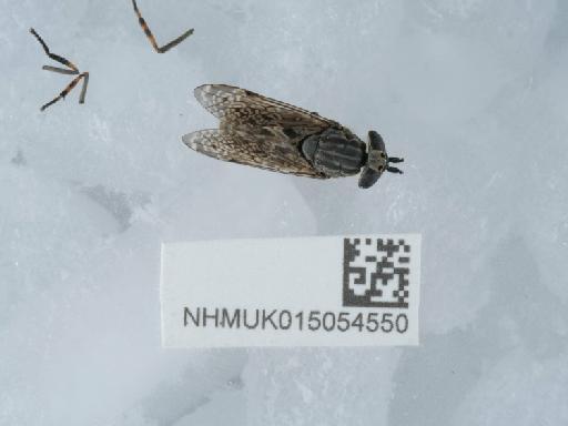 Haematopota pluvialis (Linnaeus, 1758) - 015054550_2