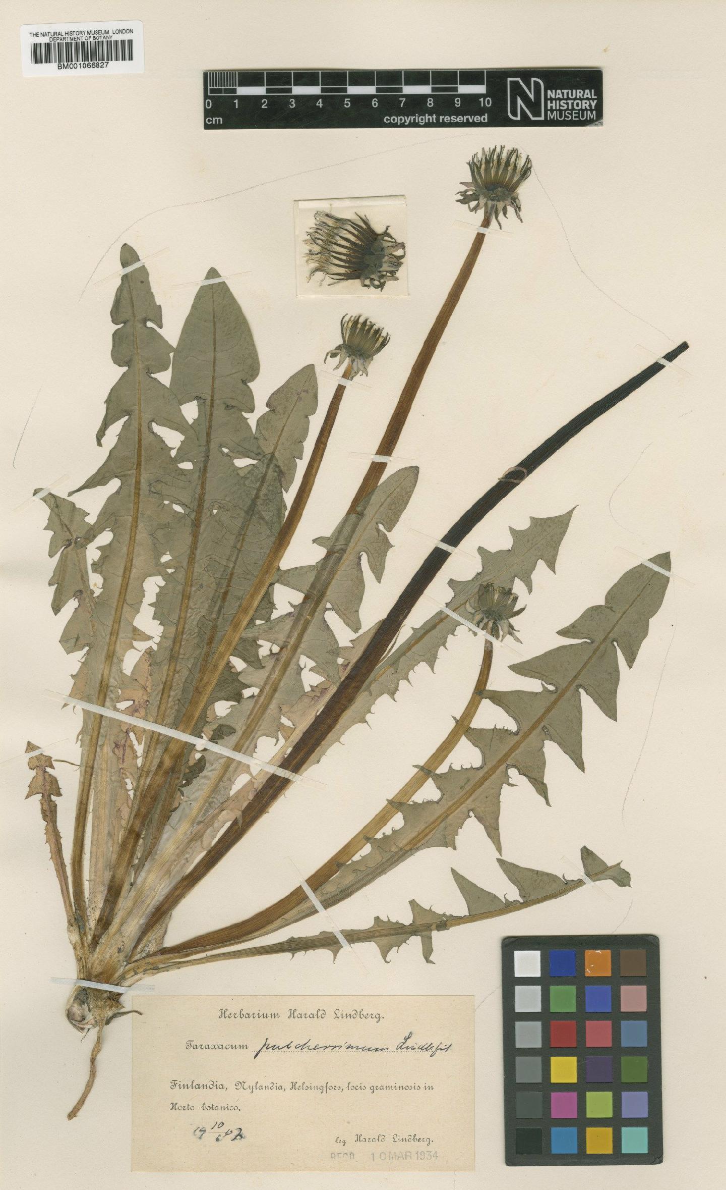 To NHMUK collection (Taraxacum pulcherrimum H.Lindb.; TYPE; NHMUK:ecatalogue:2236245)