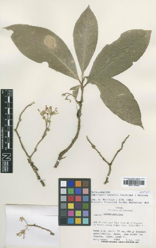 Daphnopsis hammelii Barringer & Nevling - BM001009954