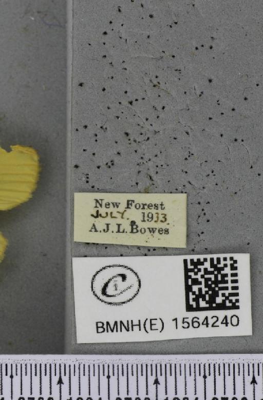 Lithosia quadra (Linnaeus, 1758) - BMNHE_1564240_label_285674