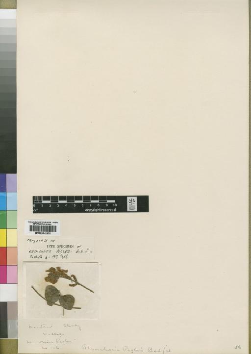 Rhynchosia pegleri Baker f. - BM000842425