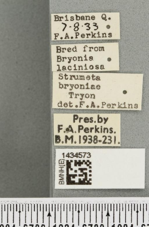 Bactrocera (Bactrocera) bryoniae (Tryon, 1927) - BMNHE_1434573_label_28435