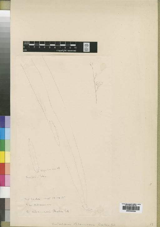 Crotalaria adamsonii Baker f. - BM000843544