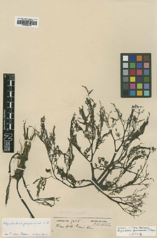 Rhyncholacis guyanensis P.Royen - BM000957961