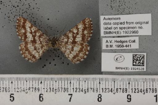Ematurga atomaria (Linnaeus, 1758) - BMNHE_1924528_488556
