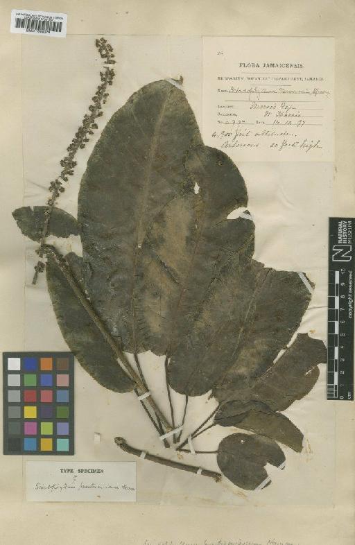Schefflera sciodaphyllum (Sw.) Harms - BM001008675