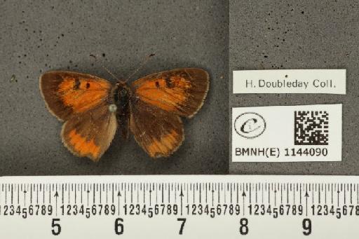 Lycaena phlaeas eleus ab. bipunctata Tutt, 1906 - BMNHE_1144090_109200