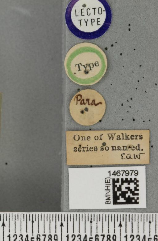 Anastrepha ethalea (Walker, 1849) - BMNHE_1467979_label_40643