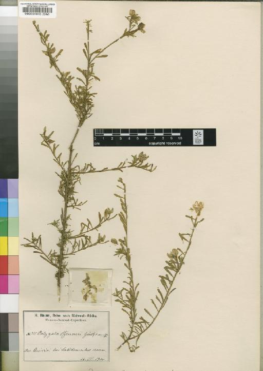 Polygala baumii Gürke - BM000564815