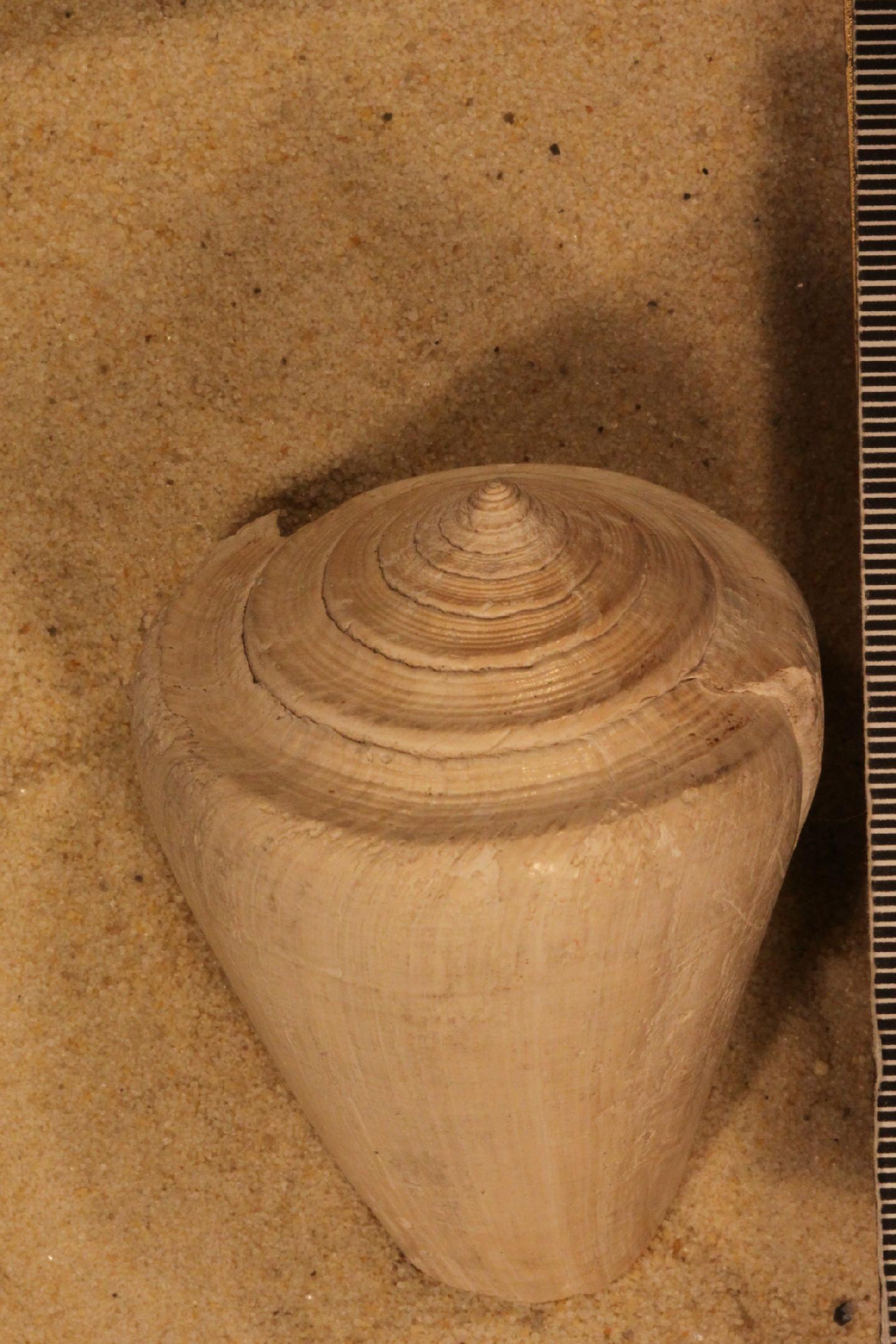 To NHMUK collection (Conus haytensis Sowerby, 1849; Syntype; NHMUK:ecatalogue:562605)