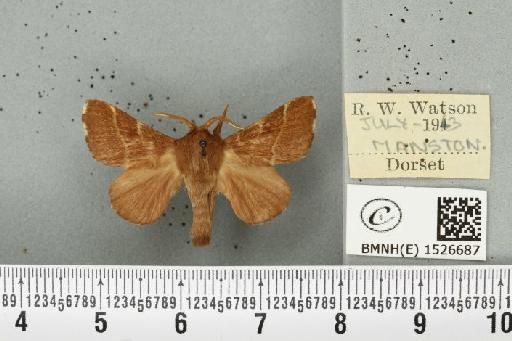 Malacosoma neustria (Linnaeus, 1758) - BMNHE_1526687_190971