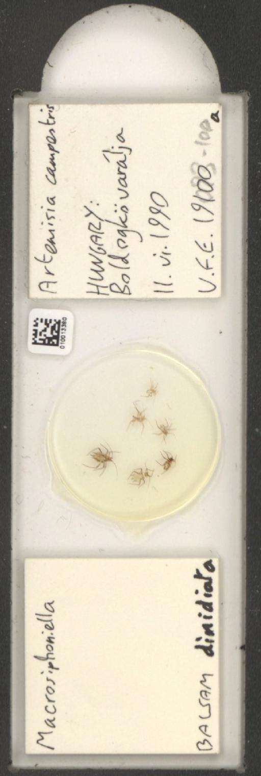 Macrosiphoniella dimidiata Börner, 1942 - 010013380_112659_1094720